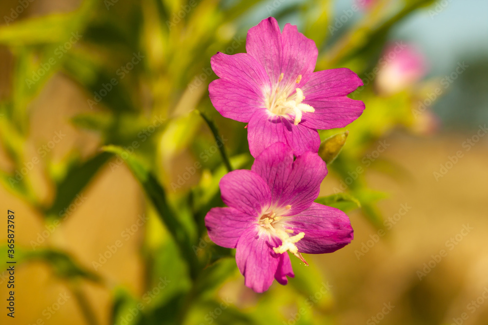 A close up photo, blooming purple small flowers on a natural A close up photo, blooming purple small flowers on a natural