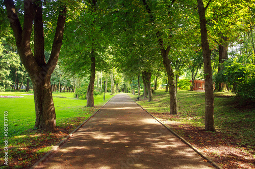Fototapeta Naklejka Na Ścianę i Meble -  City public green park in summer, footpath on background of grass and trees lawn