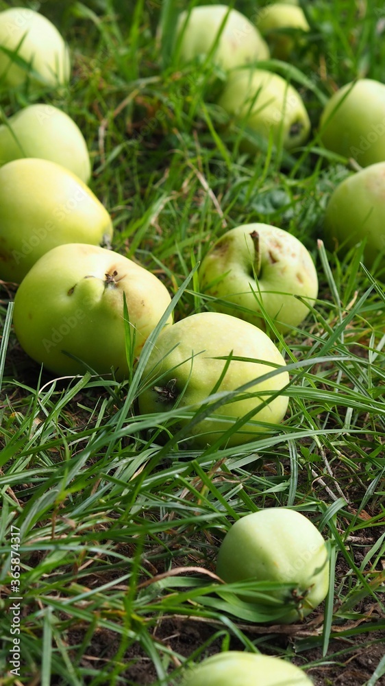Fototapeta premium apples fallen from the tree 