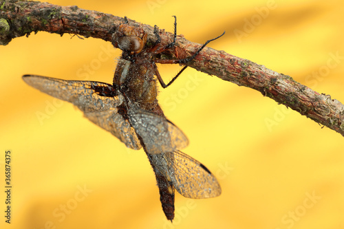 dragonfly on a stick