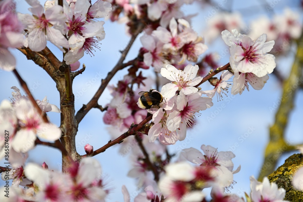 almond blossoms in spring with a bee almond blossoms in spring with a bee