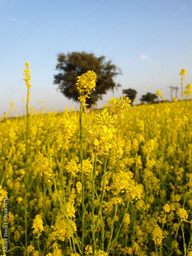 Obraz premium mustard flower