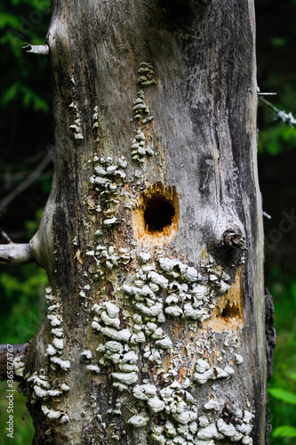 trunk of a tree