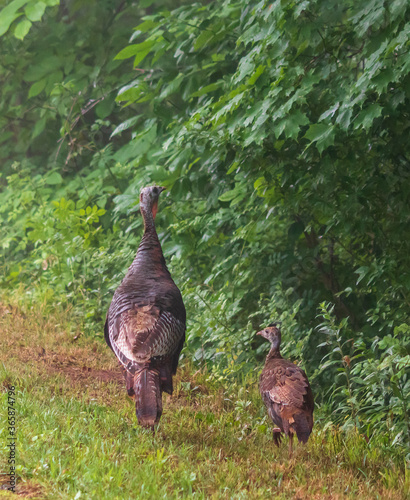 Female wild turkey and one poult as seen from behind