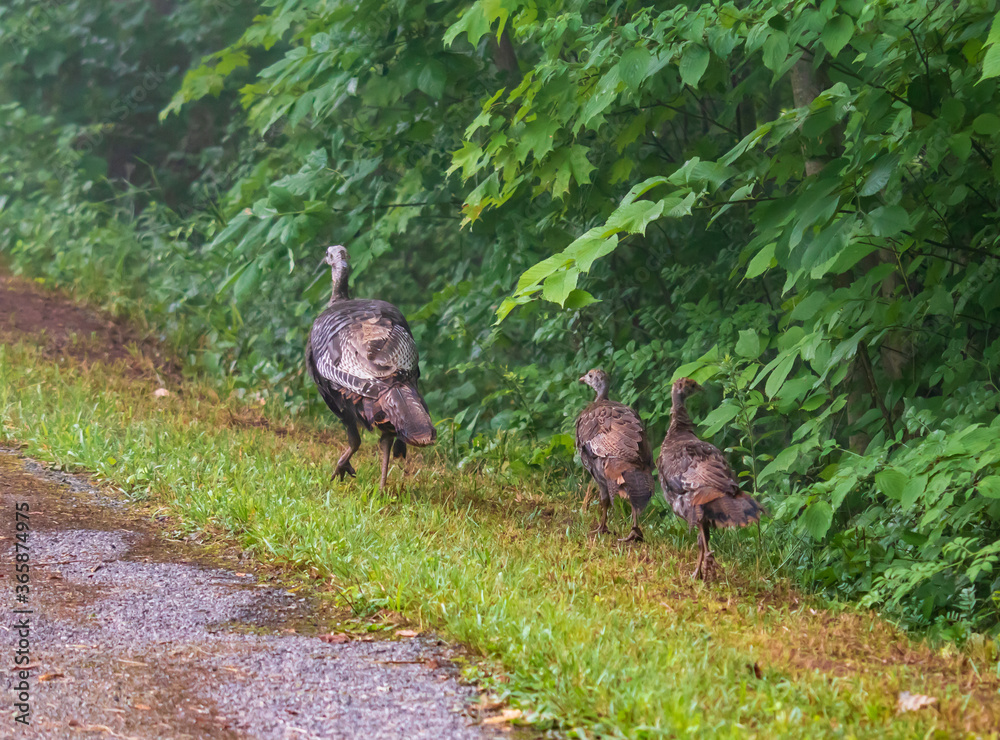 Female wild turkey and two chicks walking in grass Female wild turkey and two chicks walking in grass