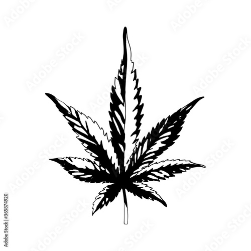 A cannabis leaf isolated on a white background. Black and white marijuana leaf. Ganja is a Rastafarian symbol.Vector 
