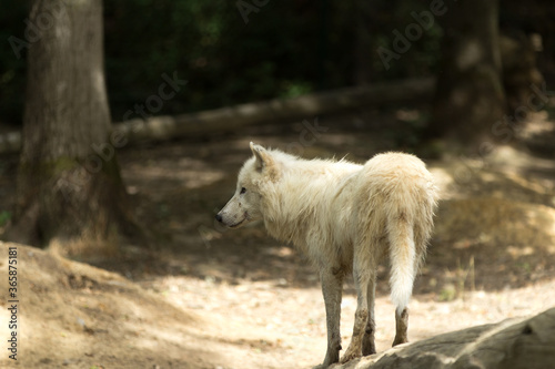 Loup blanc