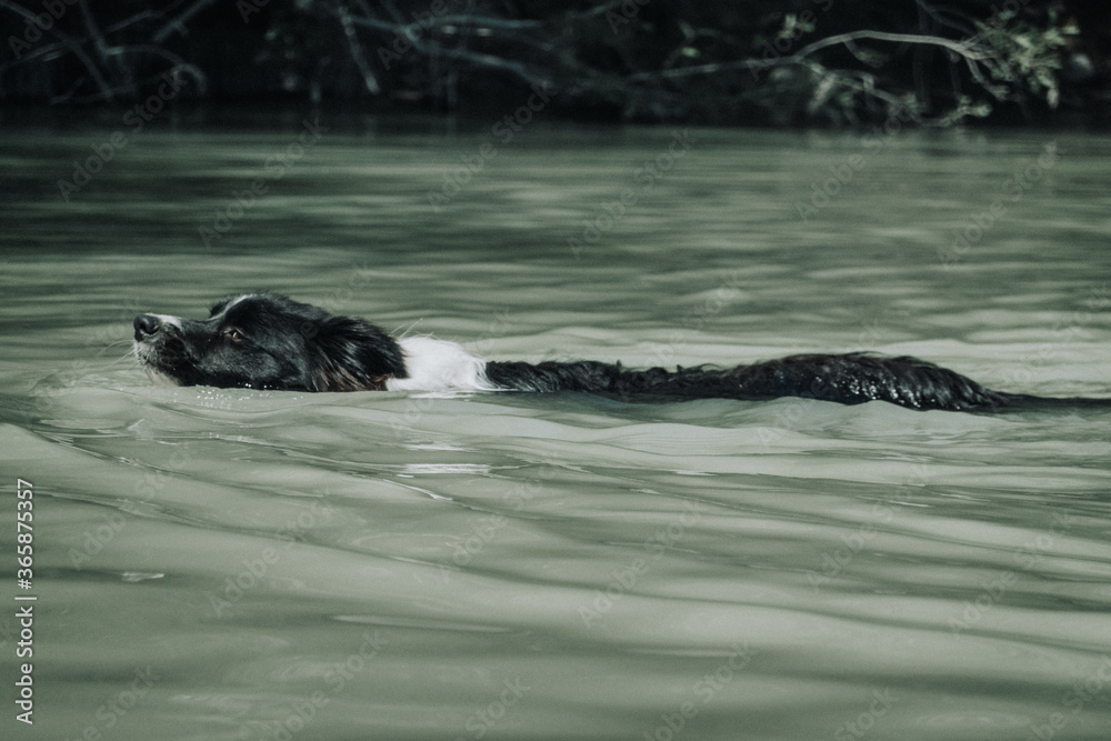 Fototapeta premium Border Collie perro nadando