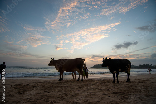 vache sur une plage au coucher du soleil au Sri Lanka © Guillaume Leray
