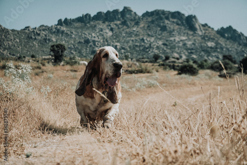 Basset Hound - Perro con orejas grandes y patas pequeñas corriendo photo