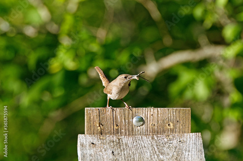 Photography A House Wren gathers building materials for a nest