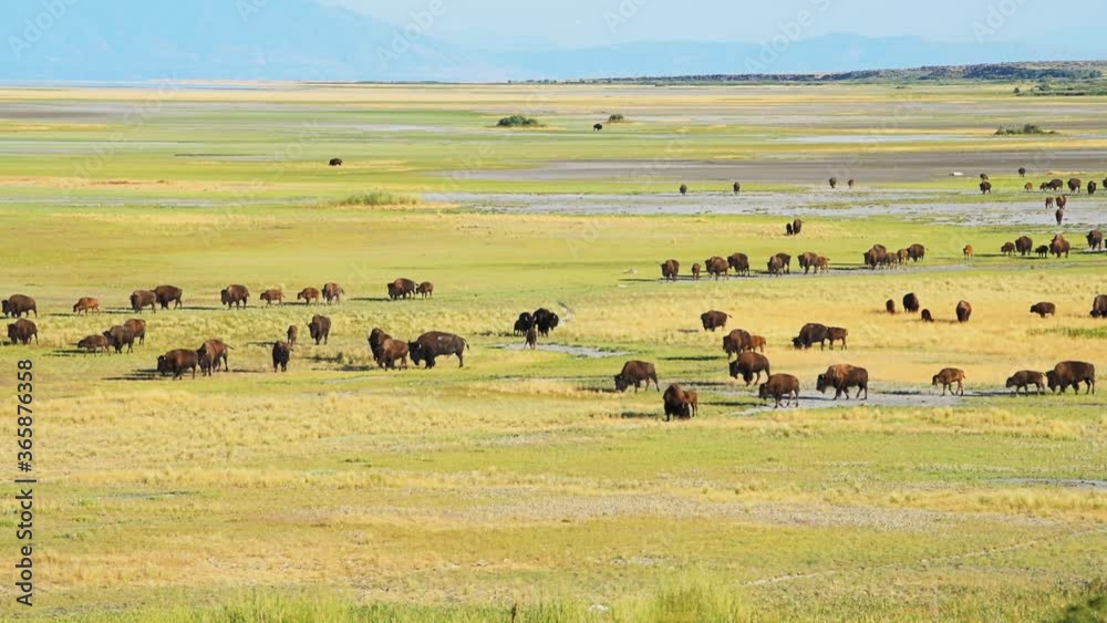 Bison herd in valley high angle above aerial view in Antelope Island State Park in Utah, USA in summer grazing on grass walking many animals panning Bison herd in valley high angle above aerial view in Antelope Island State Park in Utah, USA in summer grazing on grass walking many animals panning