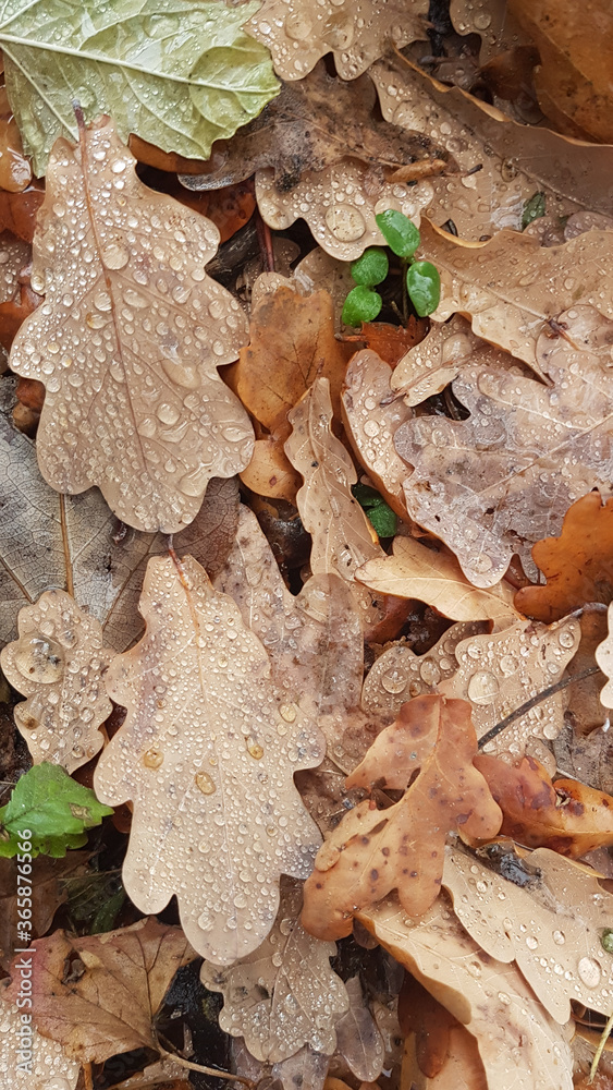 dry leaves in autumn with dew drops