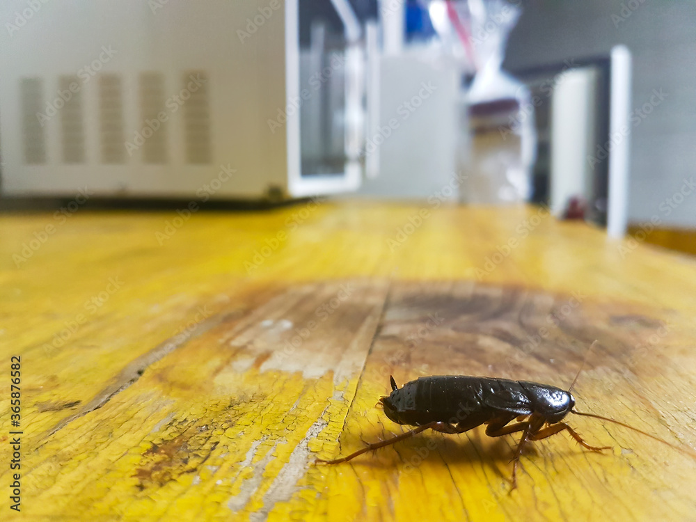 Valokuva cockroach walks on a table