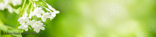 Closeup of nature mini white flower on blurred greenery background under sunlight with bokeh and copy space using as background natural plants landscape, ecology cover page concept.
