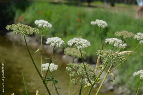 flowers in the grass