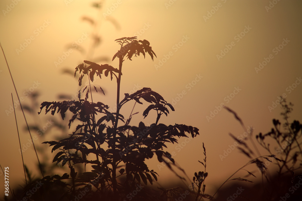 Silhouette of grass against the golden sunset background in summer time.