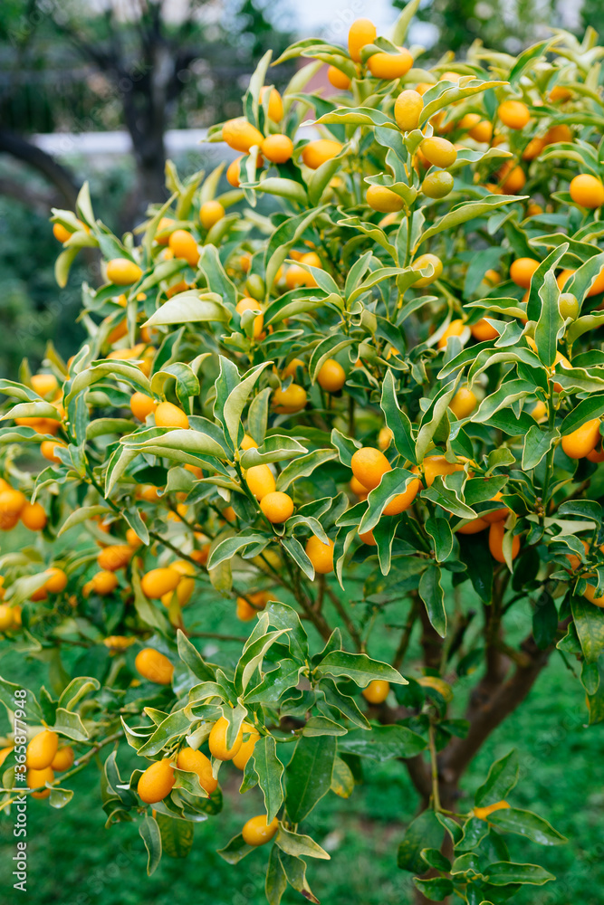 Kumquat or fortunella tree with ripe orange fruits on branches in the garden.