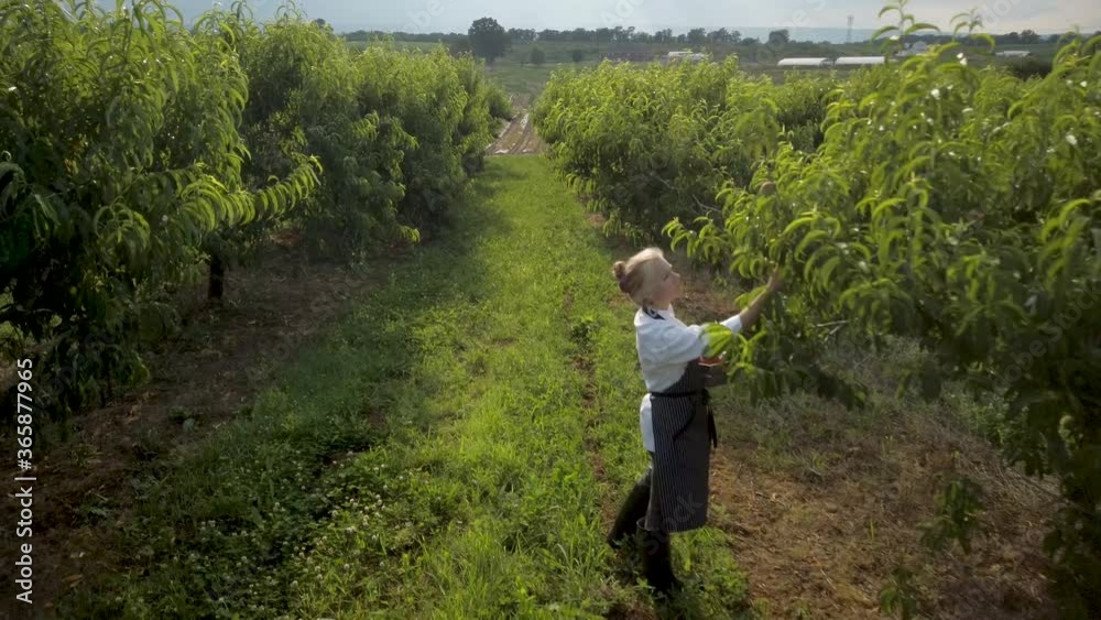 Wide angle view of stylish female chef wearing apron picking peaches in an orchard at sunset or sunrise for farm to table restaurant. Wide angle view of stylish female chef wearing apron picking peaches in an orchard at sunset or sunrise for farm to table restaurant.