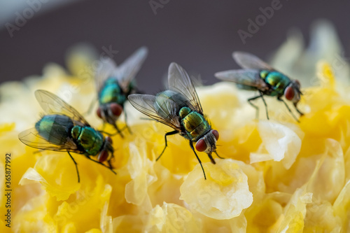 Extreme close up of houseflies