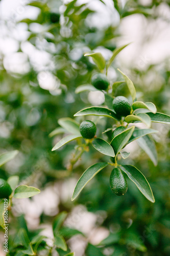 Green kumquat fruit or fortunella on a tree.