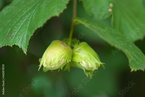 Haselnuss Haselnussbaum Corylus columa Haselbaum Garten Blühen
Reifen Birkengewächs 
 photo