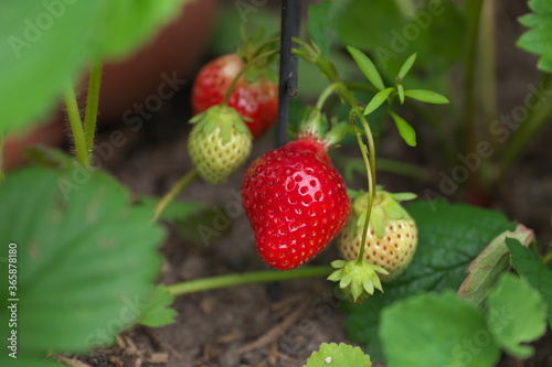 Erdbeeren Obst rot Essen Pflanze Garten Natur Reif Frisch s  ss Blatt Beet 
