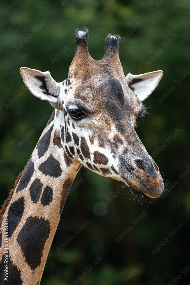 Obraz premium Rothschild's or Baringo Giraffe (Giraffa camelopardalis rothschildi)