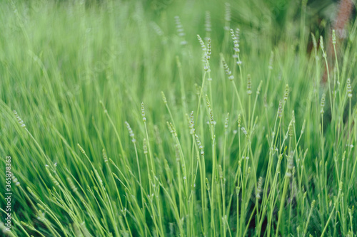 A close-up of the flowering lavender bushes. © Nadtochiy