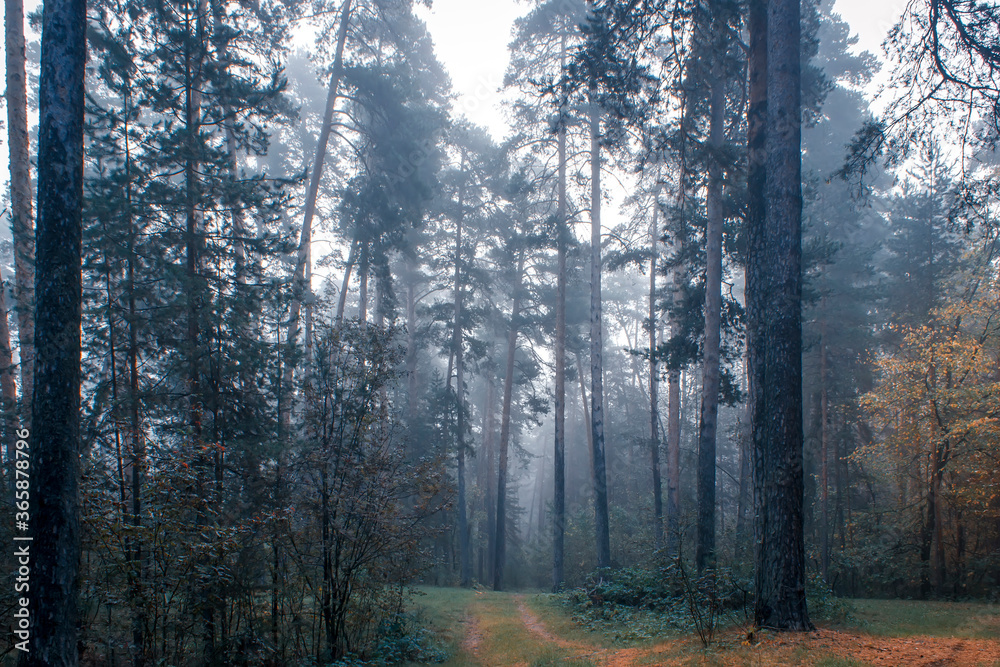 Autumn foggy pines forest on the morning. Autumn foggy pines forest on the morning.
