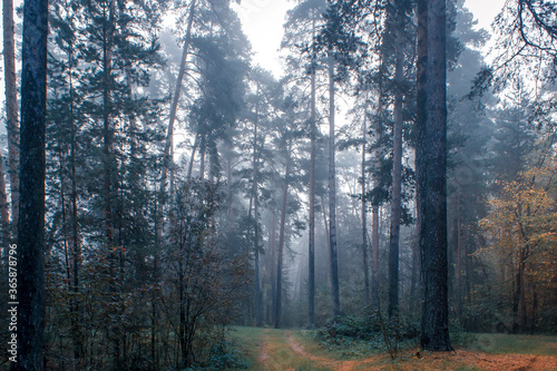 Autumn foggy pines forest on the morning.