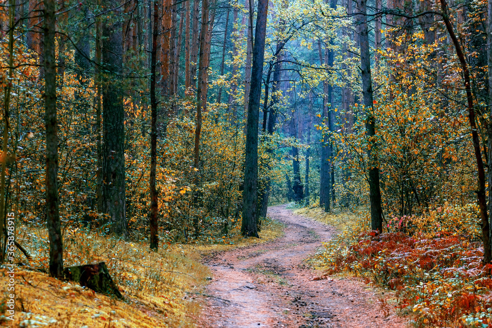 Fototapeta premium Autumn foggy pines forest on the morning.