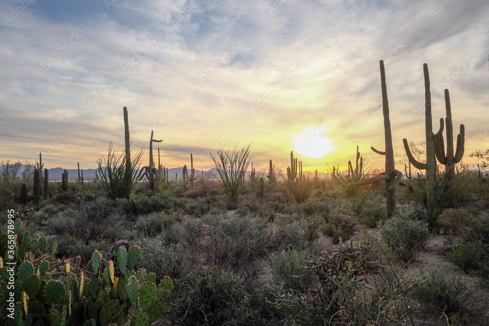 Beautiful desert sunset in Tucson Arizona
