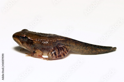 Metamorphosing wood frog on a white background.  It still has its tail, but that will soon be absorbed as it completes metamorphosis.  photo