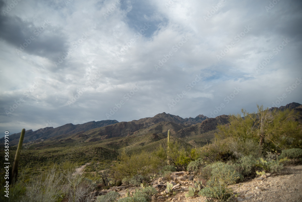 Beautiful Tucson Arizona desert landscapes
