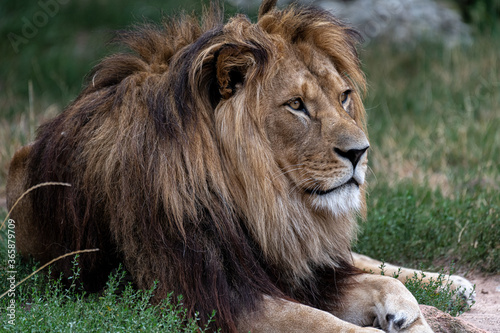 Male Barbary Lion  Panthera leo leo 