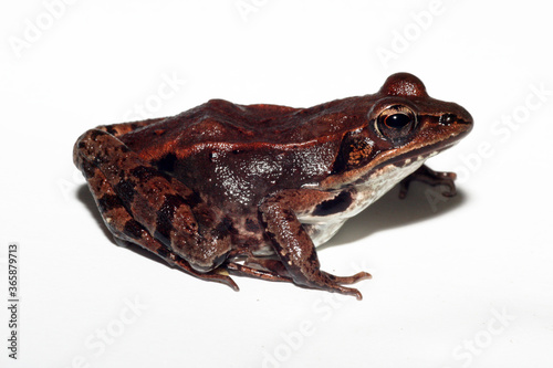 Close-up portrait of a female wood frog (Rana sylvatica; also known as Lithobates sylvaticus) in a lateral view on a white background.  photo