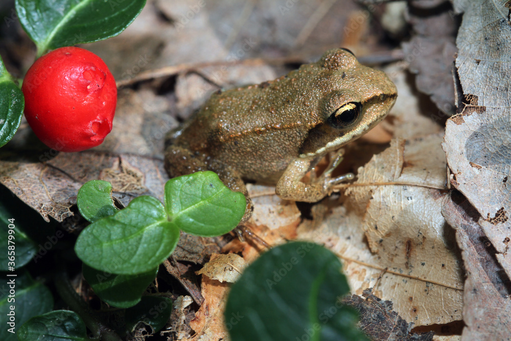 Naklejka premium A small juvenile wood frog (Rana sylvatica). This young frog metamorphosed only a few weeks before. The red fruit and green leaves is part of a Partridge Berry (Mitchella repens) plant.