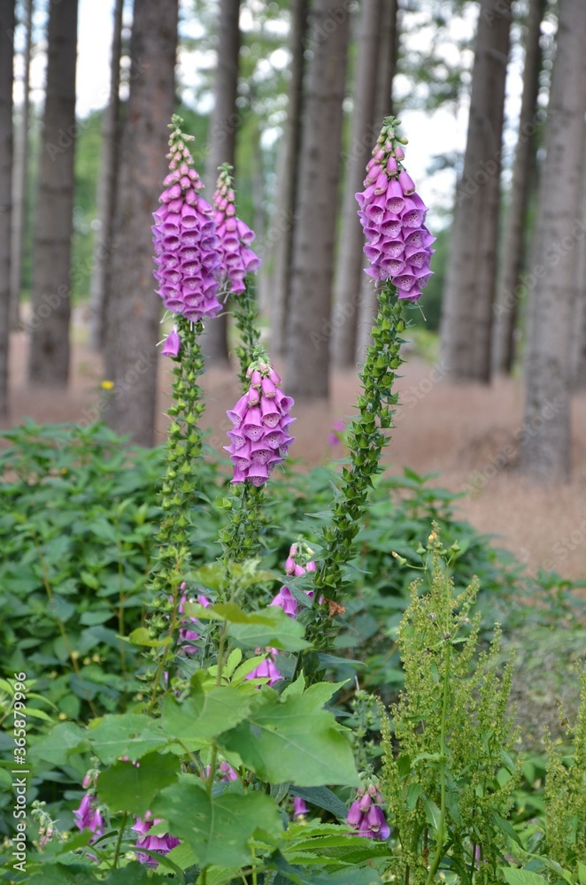 Obraz premium Heimischer Fingerhut blüht im Wald - Digitalis purpurea