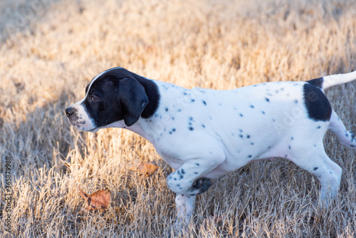 English Pointer puppy very cute
