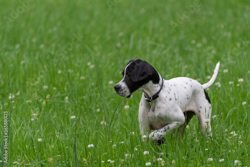 English Pointer bird dog white with black markings