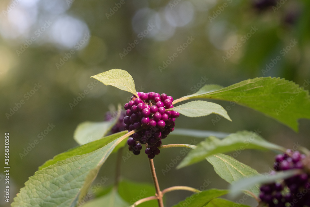 Purple Boysenberry in the springtime Purple Boysenberry in the springtime