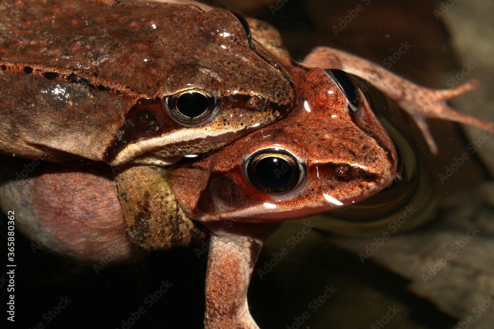 Φωτογραφία Close-up of a female and male wood frog mating (in amplexus) in a woodland pond