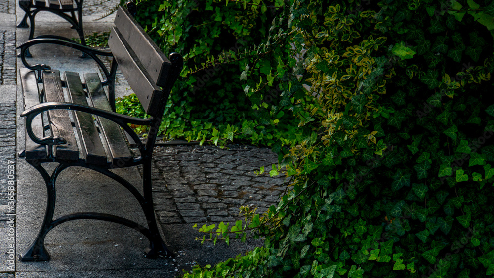 The benches next to the ivy-covered tree