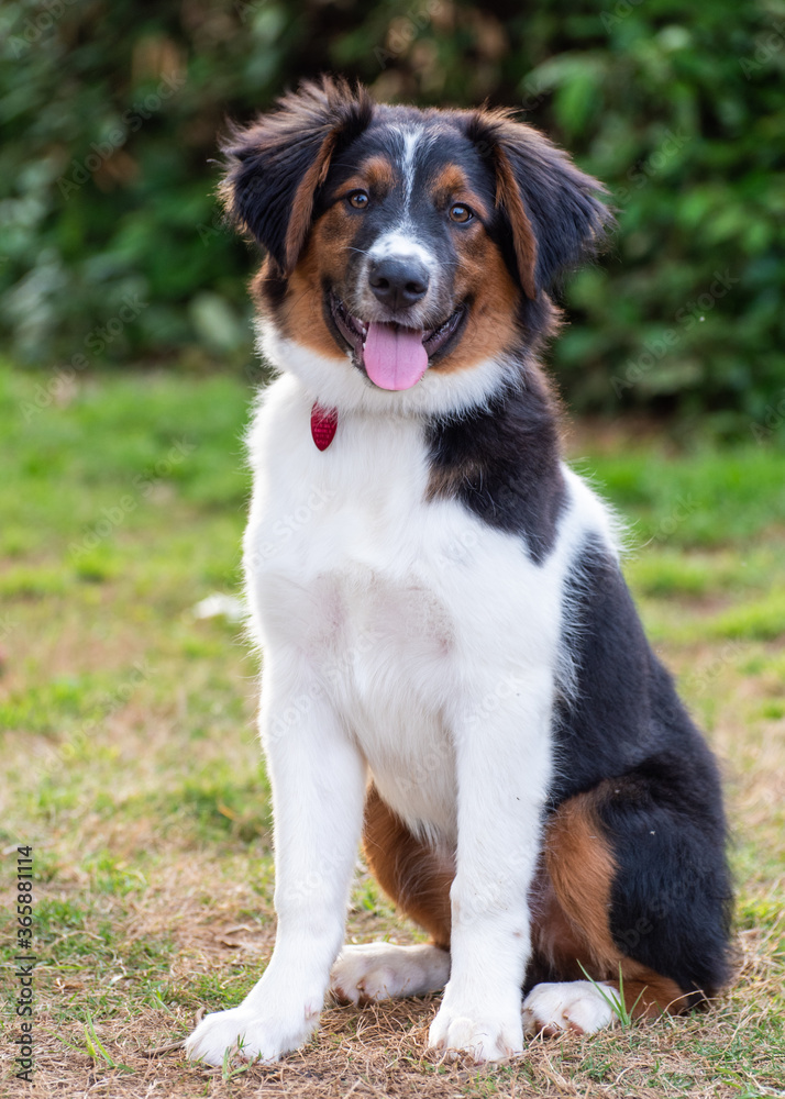 English Shepherd dog tri-color puppy
