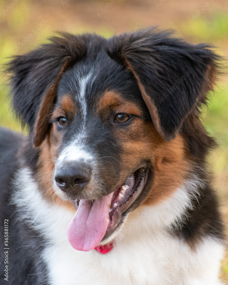 English Shepherd dog tri-color puppy
