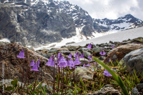 soldanella flower photo