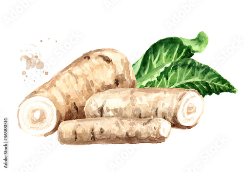 Fresh horseradish root with leaves. Hand drawn watercolor illustration, isolated on white background photo