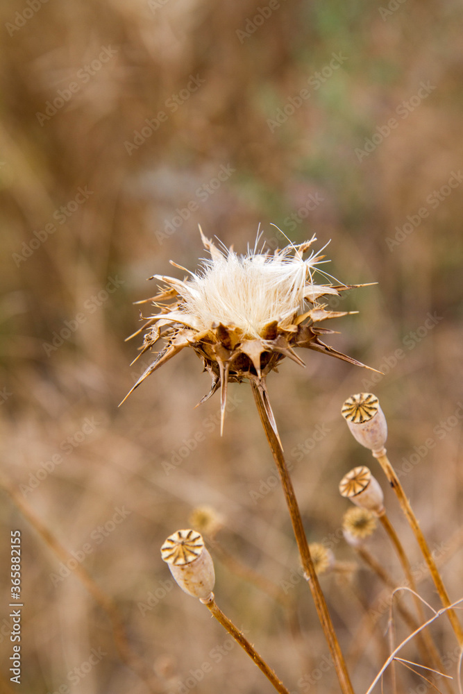 Thistle plant in a field after blooming