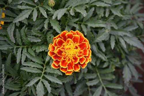 orange flowers in the garden